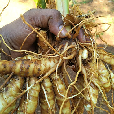 kasthuri-turmeric-kasturi-turmeric-how-to-identify-original-kasturi-turmeric